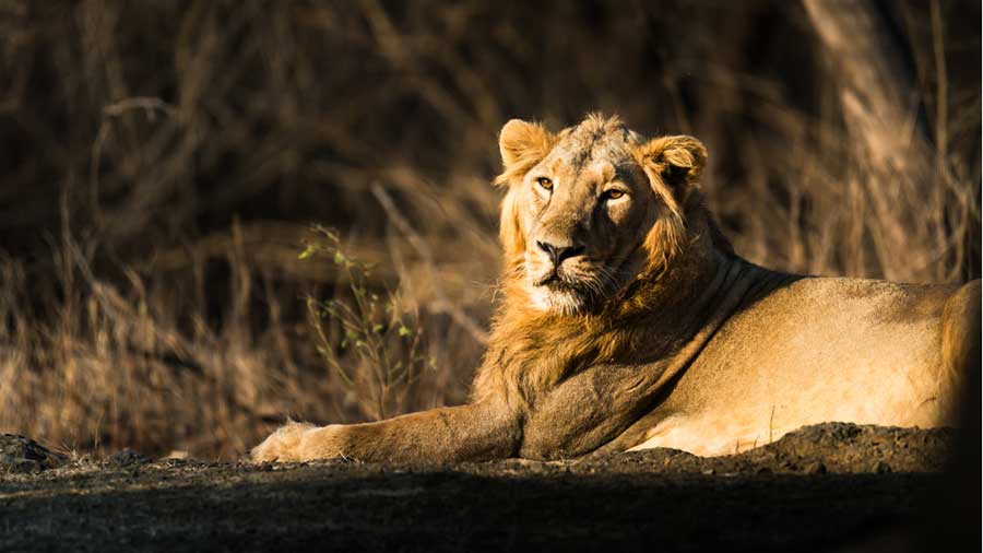 Gujurat Tour Package Gir National park
